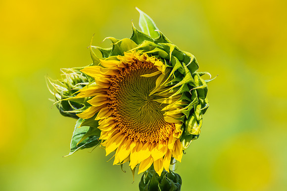 Stunning Summer Sunflowers