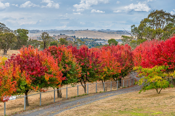 Autumn foliage on the tree lined rural driveway