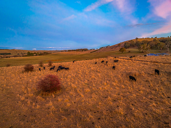 Aerial Winter Rural Sunset with Cows