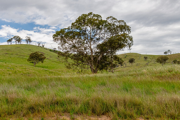 Rural scenery between Cudgegong and Mudgee on a road trip enjoyi