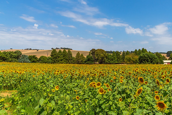 A field of Summer Sunflowers ready to be picked