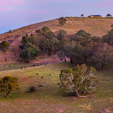 Aerial Winter Rural Sunset with Cows