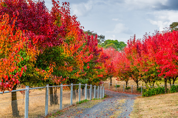 Autumn foliage on the tree lined rural driveway