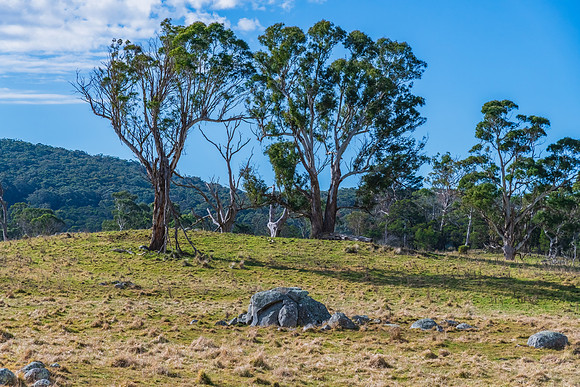 Countryside in Winter around Braidwood
