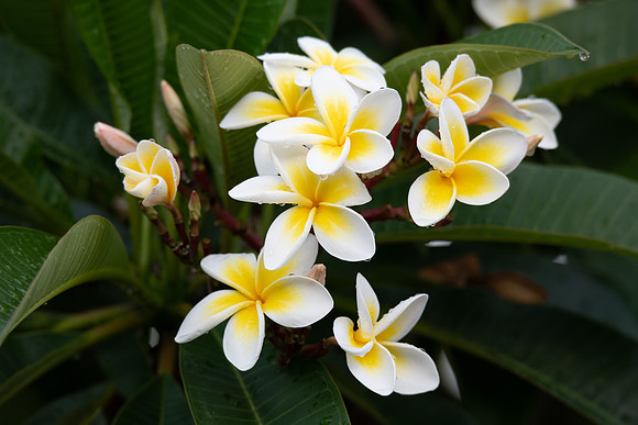Frangipani flowers on the tree with rain drops