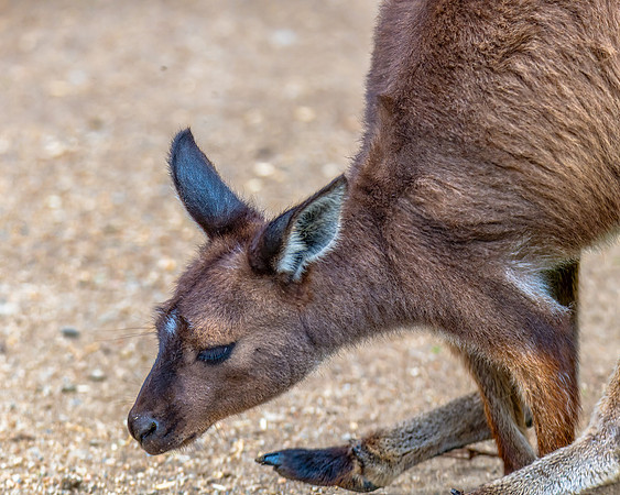 Kangaroo Island Kangaroo