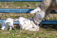 Sheep on the farm - 1 day old Australian White twin lambs and ew