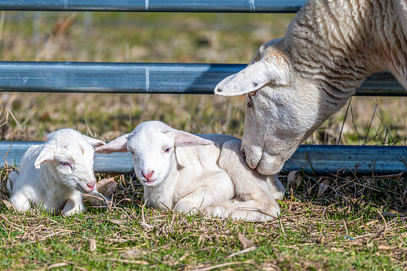 Sheep on the farm - 1 day old Australian White twin lambs and ew