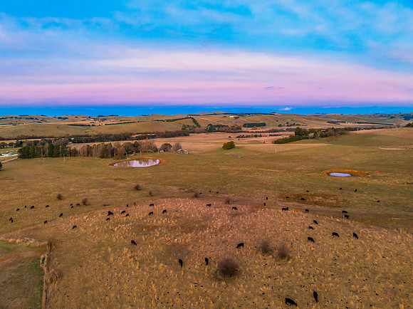 Aerial Winter Rural Sunset with Cows