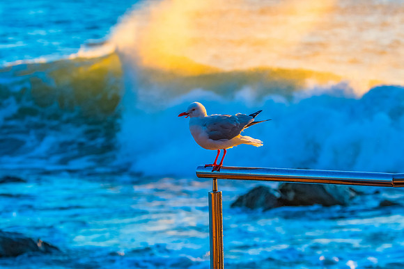 Winter Sunrise, Seagull and Surfs Up