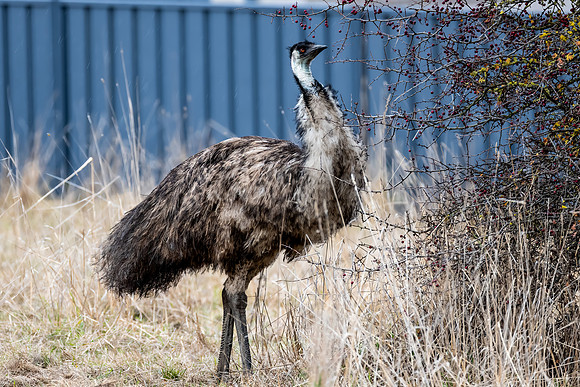 A wild Emu eating Hawthorn berries from a tree in a paddock