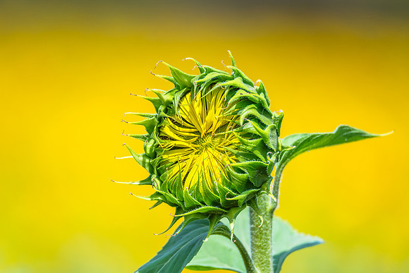 Sunflower ready to bloom