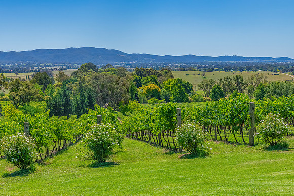 Summer's day at a winery overlooking the vineyard