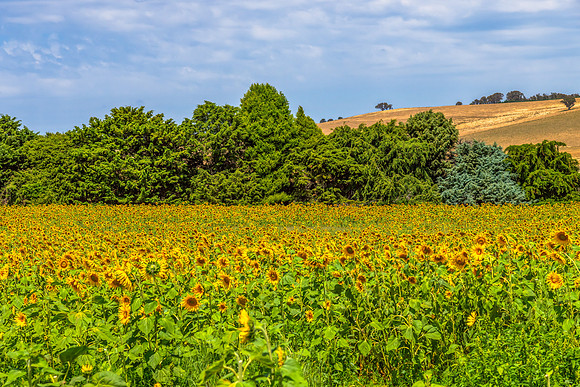 A field of Summer Sunflowers ready to be picked