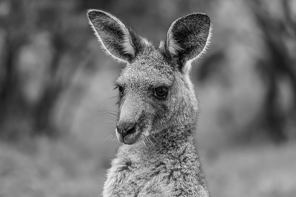 Eastern Grey Kangaroo portrait