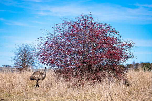 A wild Emu eating Hawthorn berries from a tree in a paddock